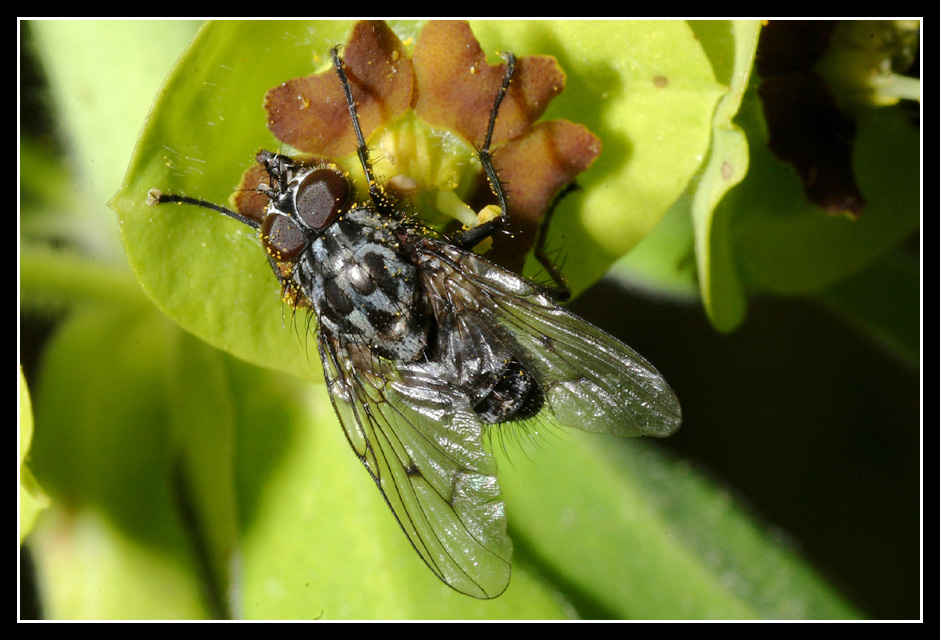 Dalla Sicilia: Phaonia trimaculata M e F  (Muscidae)